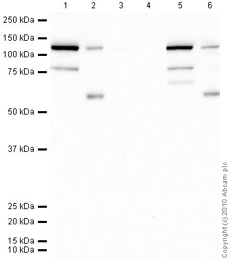 Western blot - Human pan-AKT (phospho S473) peptide (AB18622), expandable thumbnail
