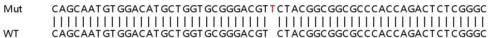 Sanger Sequencing - Human PANK4 (Pantothenate kinase 4) knockout HEK-293T cell lysate (AB258561), expandable thumbnail