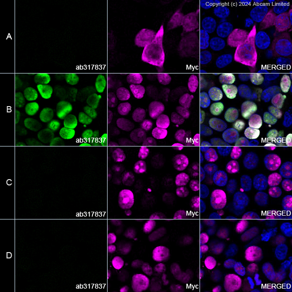 Immunocytochemistry/ Immunofluorescence - Anti-Human Papilloma Virus type 11 L1 antibody [LH11L1_A] (AB317837), expandable thumbnail