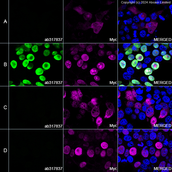 Immunocytochemistry/ Immunofluorescence - Anti-Human Papilloma Virus type 11 L1 antibody [LH11L1_A] (AB317837), expandable thumbnail