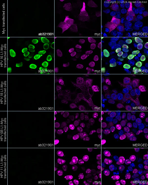 Immunocytochemistry/ Immunofluorescence - Anti-Human Papilloma Virus type 16 L1 antibody [16L1_VIII_1.3.5.15] - BSA and Azide free (AB321902)