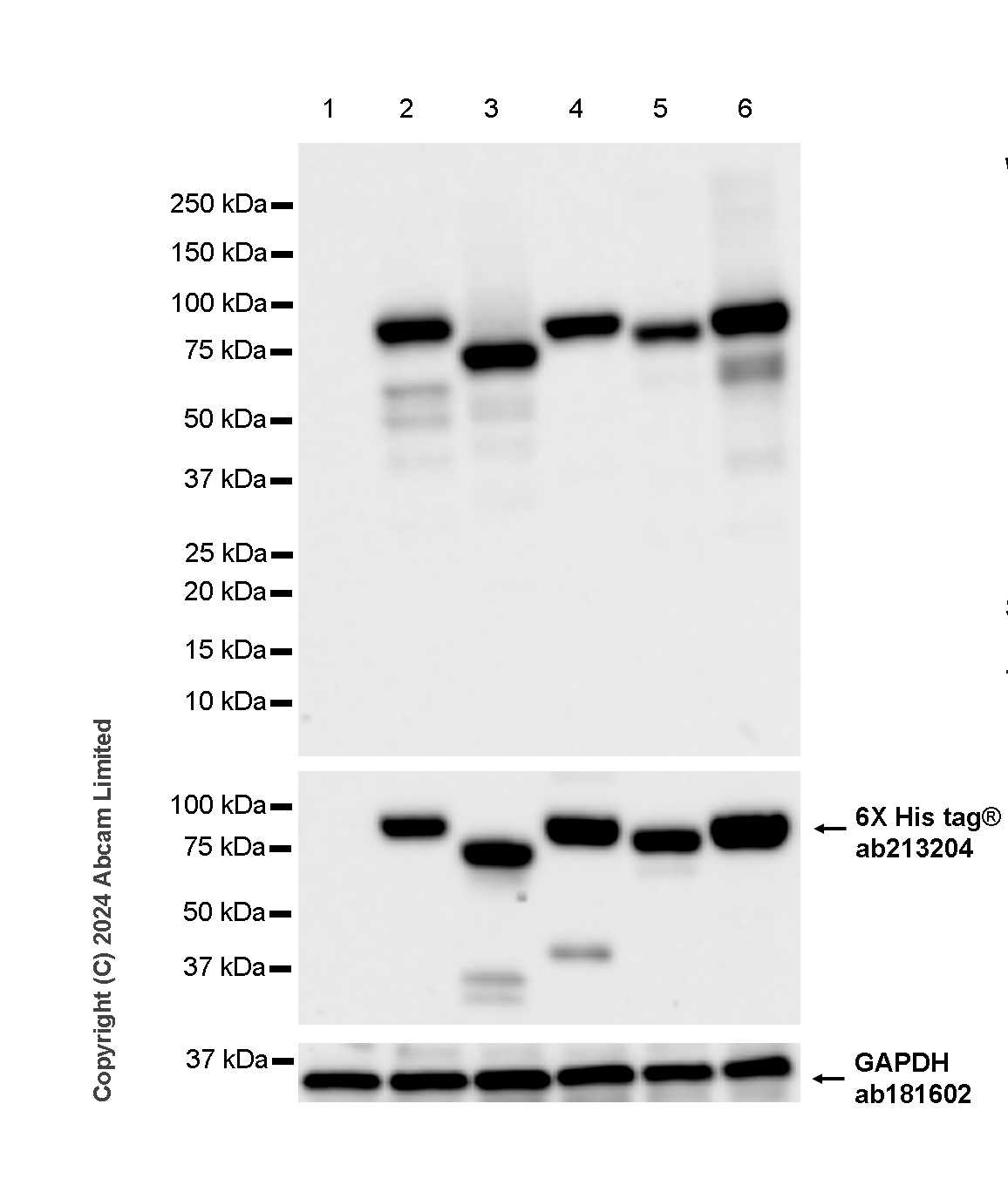 Western blot - Anti-Human papillomavirus L2 antibody [K18_HPV16L2(20-38)] (AB322522), expandable thumbnail