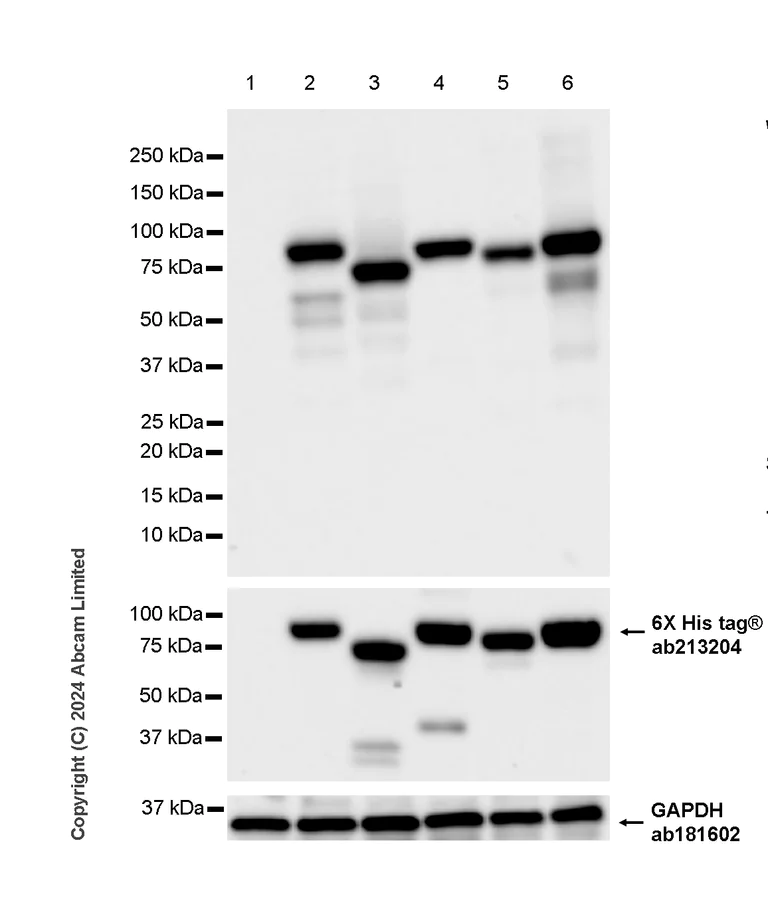 Western blot - Anti-Human papillomavirus L2 antibody [K18_HPV16L2(20-38)] - BSA and Azide free (AB324829)