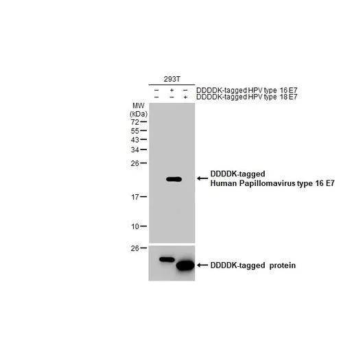 Western blot - Anti-Human Papillomavirus type 16 E7 antibody [HL1821] (AB317111)