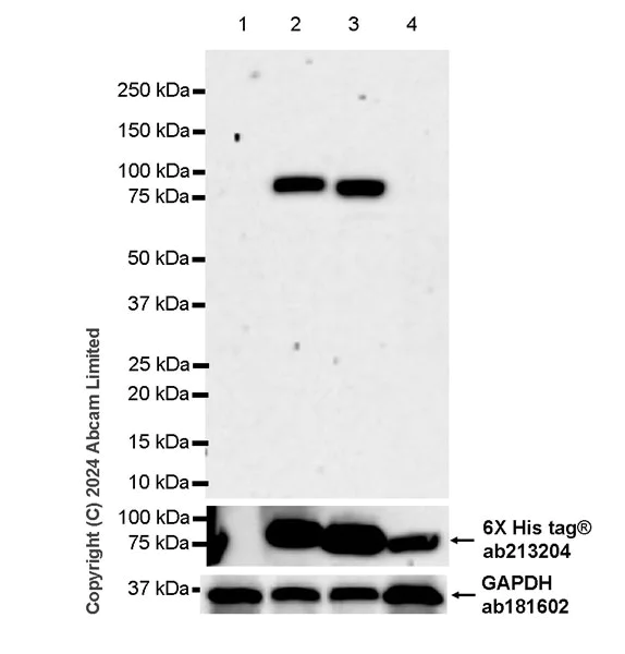 Western blot - Anti-Human papillomavirus type 4 L2 antibody [HPV4L2(20-38)_4SA] (AB322958)
