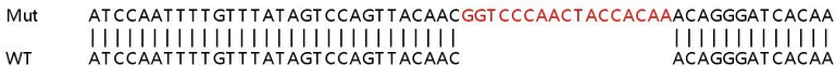 Sanger Sequencing - Human PAPOLA knockout HEK-293T cell line (AB266621)