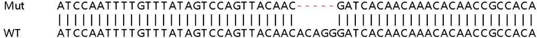 Sanger Sequencing - Human PAPOLA knockout HEK-293T cell line (AB266621)