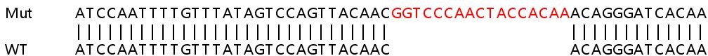Sanger Sequencing - Human PAPOLA knockout HEK-293T cell lysate (AB259027)