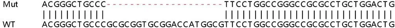 Sanger Sequencing - Human PAQR4 knockout HeLa cell lysate (AB259029)