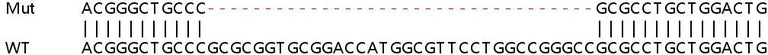Sanger Sequencing - Human PAQR4 knockout HeLa cell lysate (AB259029)