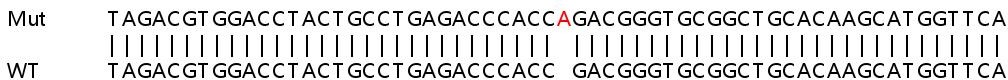 Sanger Sequencing - Human PARD6A (PAR6) knockout HeLa cell line (AB265171), expandable thumbnail