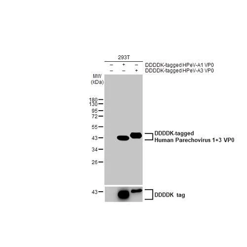 Western blot - Anti-Human Parechovirus 1+3 VP0 antibody [HL2443] (AB317228)