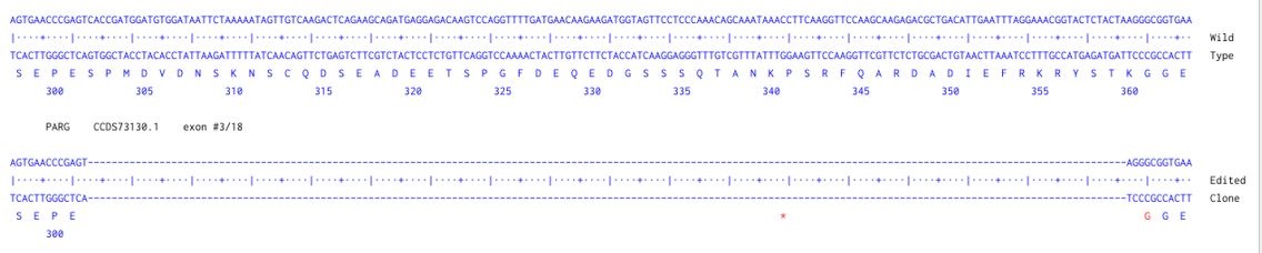 Next Generation Sequencing - Human PARG knockout HCT116 cell line (AB301132)