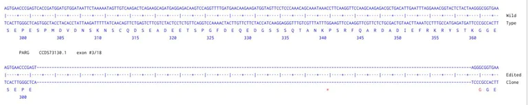 Next Generation Sequencing - Human PARG knockout HCT116 cell line (AB301132)