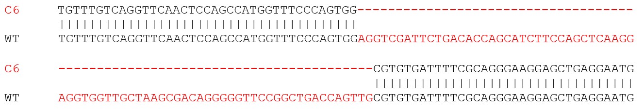 Sanger Sequencing - Human PARK2 (Parkin) knockout SH-SY5Y cell line (AB280042), expandable thumbnail
