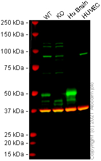Western blot - Human PARK2 (Parkin) knockout SH-SY5Y cell line (AB280042), expandable thumbnail