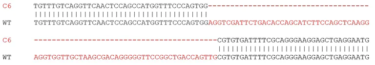 Sanger Sequencing - Human PARK2 (Parkin) knockout SH-SY5Y cell lysate (AB280101)