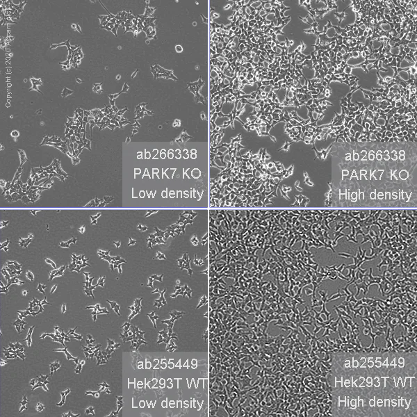 Cell Culture - Human PARK7 (DJ1) knockout HEK-293T cell line (AB266338)