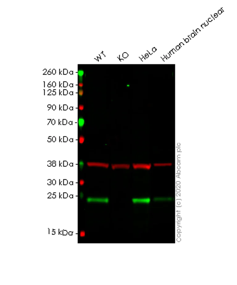 Western blot - Human PARK7 (DJ1) knockout HEK-293T cell line (AB266338)