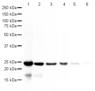 Western blot - Human PARK7/DJ1 peptide (AB18659)
