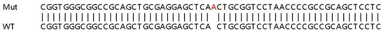 Sanger Sequencing - Human PARL knockout HEK-293T cell lysate (AB258092)