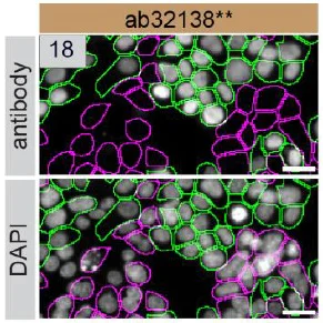 Immunocytochemistry/ Immunofluorescence - Human PARP1 knockout HEK-293T cell line (AB266598)