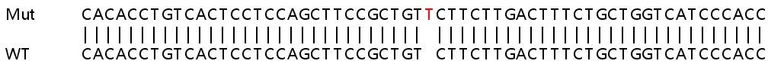 Sanger Sequencing - Human PARP1 knockout HEK-293T cell line (AB266598)