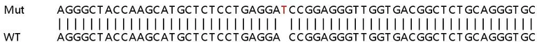 Sanger Sequencing - Human PARP10 (ARTD10) knockout A549 cell line (AB267162)