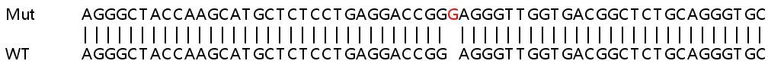 Sanger Sequencing - Human PARP10 (ARTD10) knockout A549 cell lysate (AB258563)