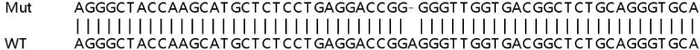 Sanger Sequencing - Human PARP10 (ARTD10) knockout A549 cell lysate (AB258563)
