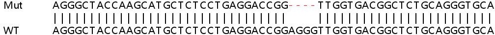 Human PARP10 (ARTD10) knockout A549 cell lysate