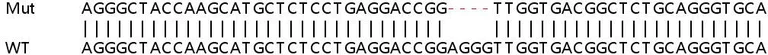 Sanger Sequencing - Human PARP10 (ARTD10) knockout A549 cell lysate (AB258563)