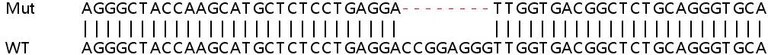 Sanger Sequencing - Human PARP10 (ARTD10) knockout A549 cell lysate (AB258564)