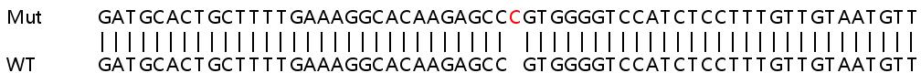 Sanger Sequencing - Human PARP12 knockout A549 cell line (AB267220), expandable thumbnail