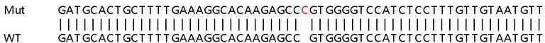 Sanger Sequencing - Human PARP12 knockout A549 cell lysate (AB259030)