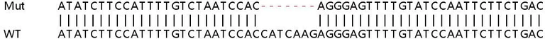 Sanger Sequencing - Human PARP14 knockout A549 cell line (AB267071)