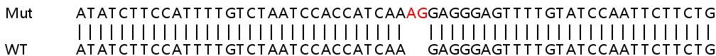Human PARP14 knockout A549 cell lysate