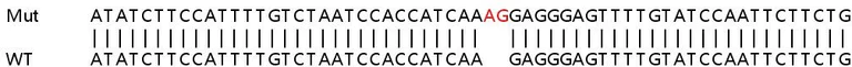 Sanger Sequencing - Human PARP14 knockout A549 cell lysate (AB259031)