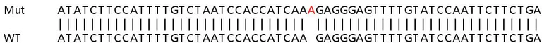 Sanger Sequencing - Human PARP14 knockout A549 cell lysate (AB259031)