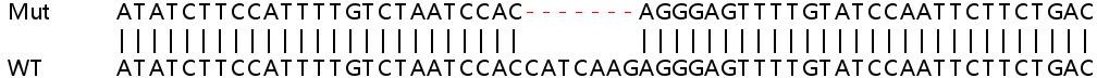 Human PARP14 knockout A549 cell lysate