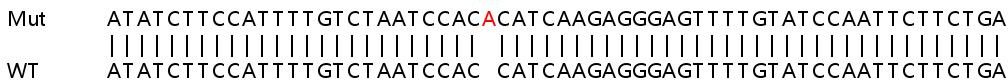 Sanger Sequencing - Human PARP14 knockout A549 cell lysate (AB259032)