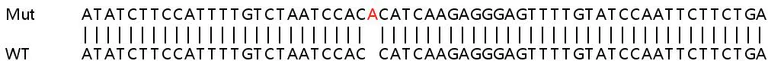 Sanger Sequencing - Human PARP14 knockout A549 cell lysate (AB259032)