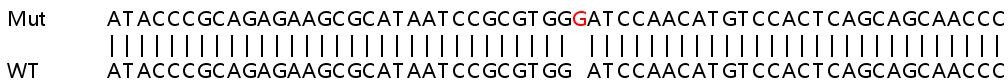 Sanger Sequencing - Human PARP3 (IRT1) knockout HeLa cell lysate (AB258565)