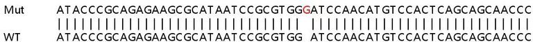 Sanger Sequencing - Human PARP3 (IRT1) knockout HeLa cell lysate (AB258565)