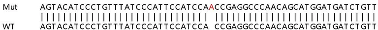 Sanger Sequencing - Human PARP9 knockout A549 cell lysate (AB258566)