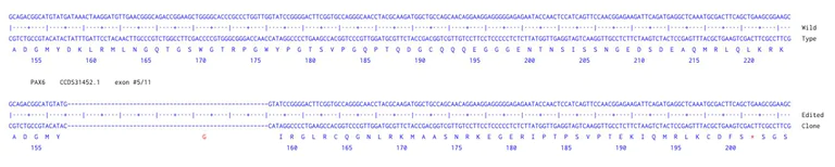 Next Generation Sequencing - Human PAX6 knockout A549 cell line (AB288955)