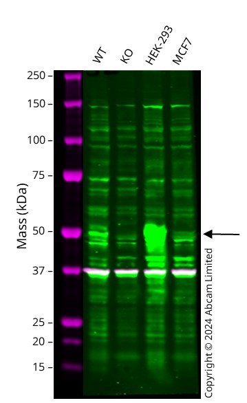 Western blot - Human PAX6 knockout A549 cell line (AB288955), expandable thumbnail