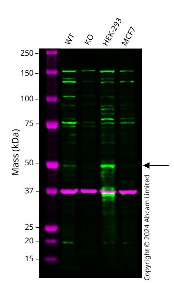 Western blot - Human PAX6 knockout A549 cell line (AB288955), expandable thumbnail
