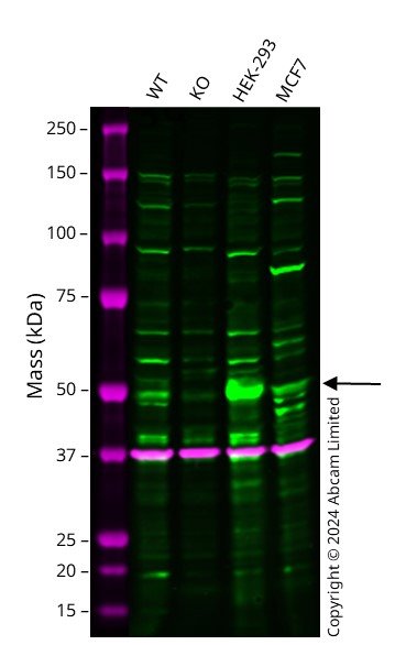 Western blot - Human PAX6 knockout A549 cell line (AB288955), expandable thumbnail