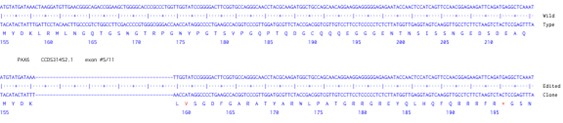 Human PAX6 knockout HCT116 cell line